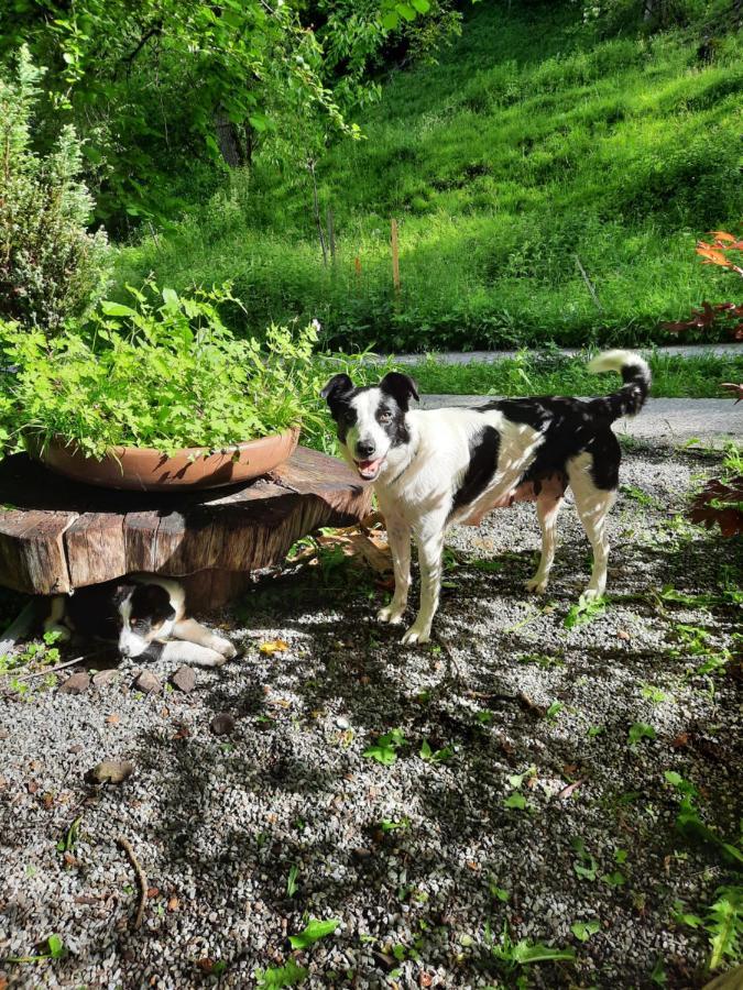 Panorama Jurte Ueber Dem Uri-See A Hotel Sisikon Eksteriør billede